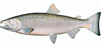 Oncorhynchus kisutch